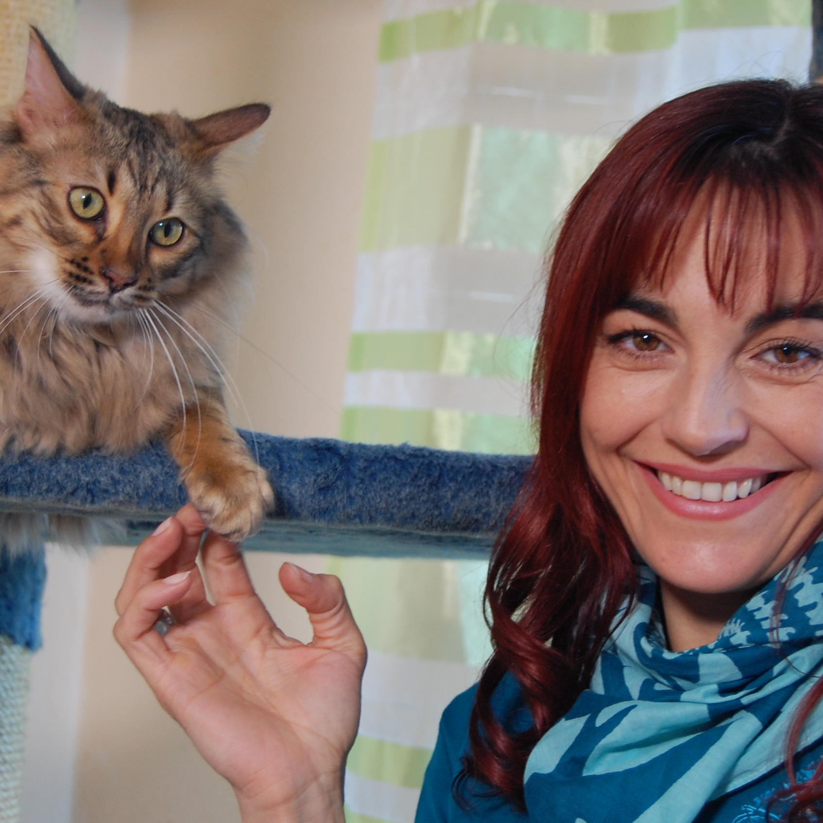 hkm Cashmere-Katzen