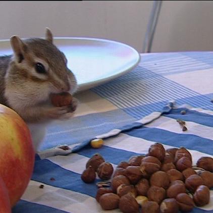 Tiergeschichten2 Streifenhrnchen dicke Backen Futterspeicher Tiergeschichten2 Streifenhrnchen dicke Backen Futterspeicher