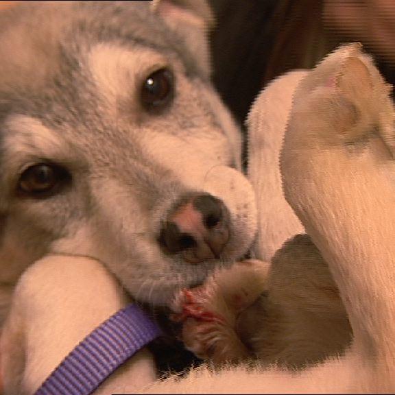 Vorschau3 - Hund Pfotenquetschung Vorschau3 - Hund Pfotenquetschung
