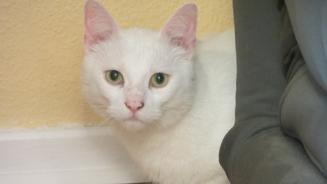 Kater Flocke - Taub & unvermittelbar?