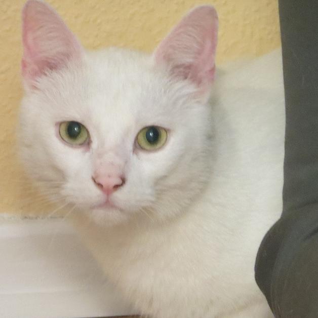 Vermittlungsaufruf - VOX-DOCMA TV - Der taube Kater Flocke sucht ein neues Zuhause