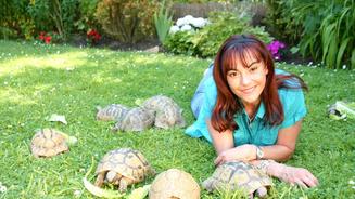 Landschildkröten
