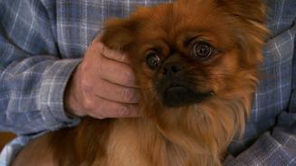 Nützliche Funktionskleidung für Hunde