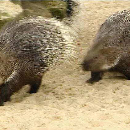 tierparknordhorn stachelschweine tierparknordhorn stachelschweine