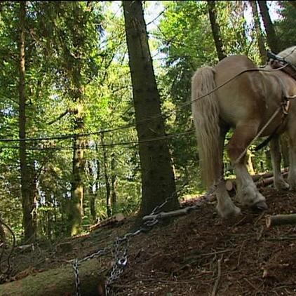 Tiergeschichten2 Rckepferd und Olav STracke