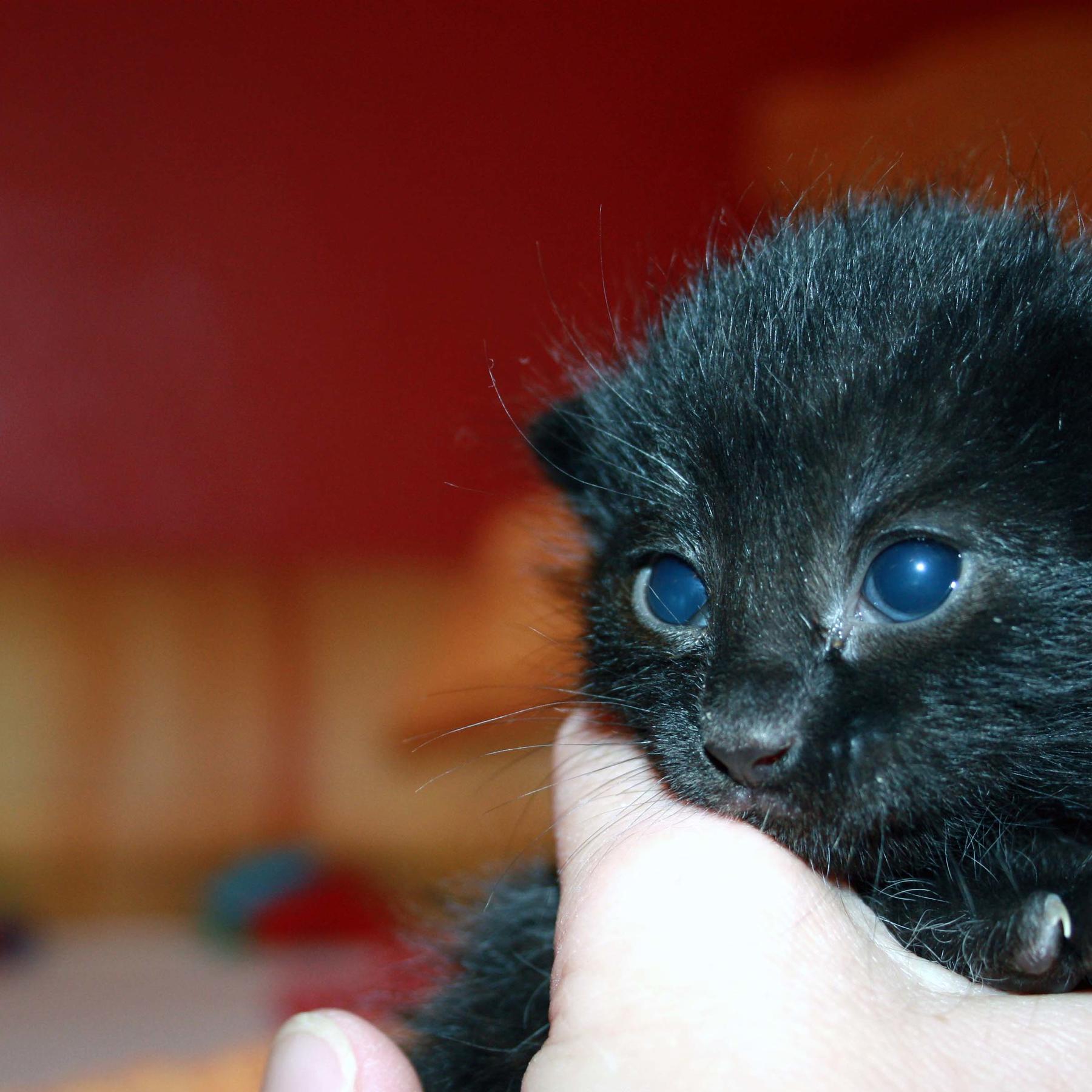 Katzen 3 Katzen 3