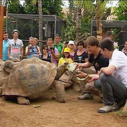 Loro Parque Schildkrte