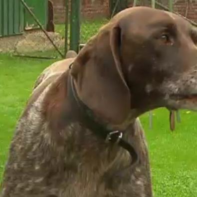 Tiergeschichten3 - VOX - Wie gefhrlich ist Jagdhund Arthos wirklich