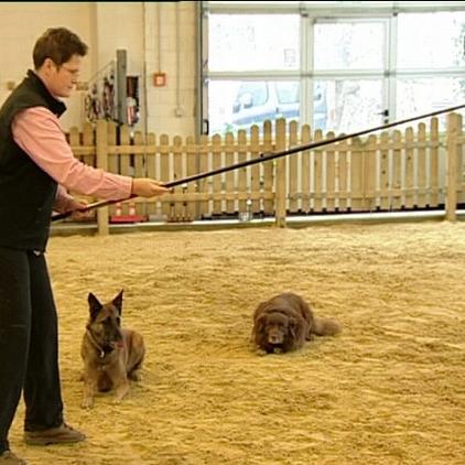 tiergeschichten1 protagonistin mit reizangel tiergeschichten1 protagonistin mit reizangel