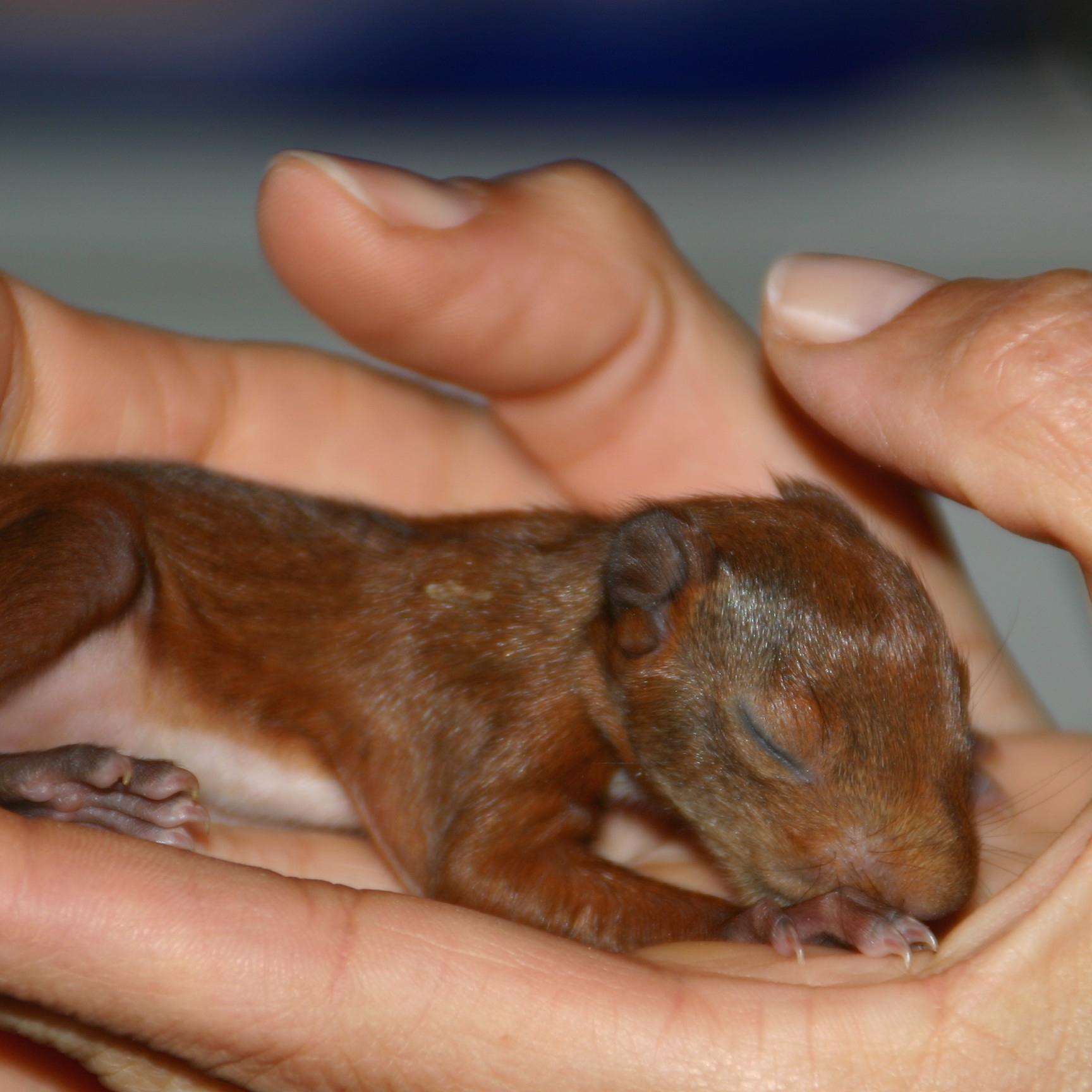 Tiergeschichten 2 - Eichhörnchen 2