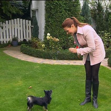 hundeprofi 1 hundeprofi 1