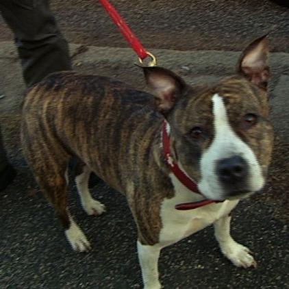 tierheim hamburg fundhund tierheim hamburg fundhund