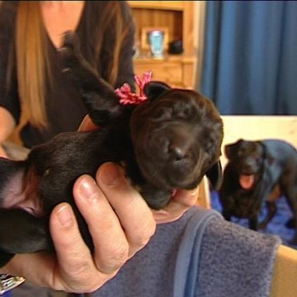 vorschau labradorbaby vorschau labradorbaby