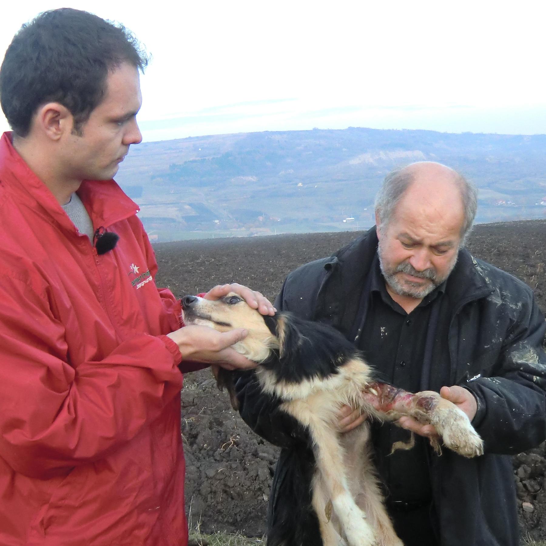 Tiergeschichten3 - Radu und Erwin entdecken verletzten Hund Tiergeschichten3 - Radu und Erwin entdecken verletzten Hund