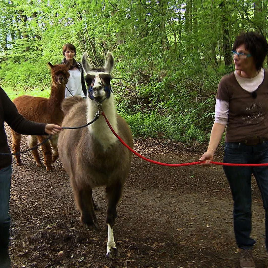 Lamatherapie Lamatherapie