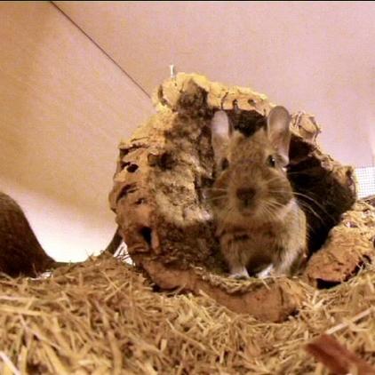 tiergeschichten1 degu im holzbau tiergeschichten1 degu im holzbau