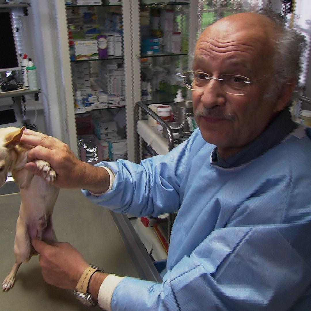 Sprechstunde - Dr. Wolf und Hund mit Leistenhoden Sprechstunde - Dr. Wolf und Hund mit Leistenhoden