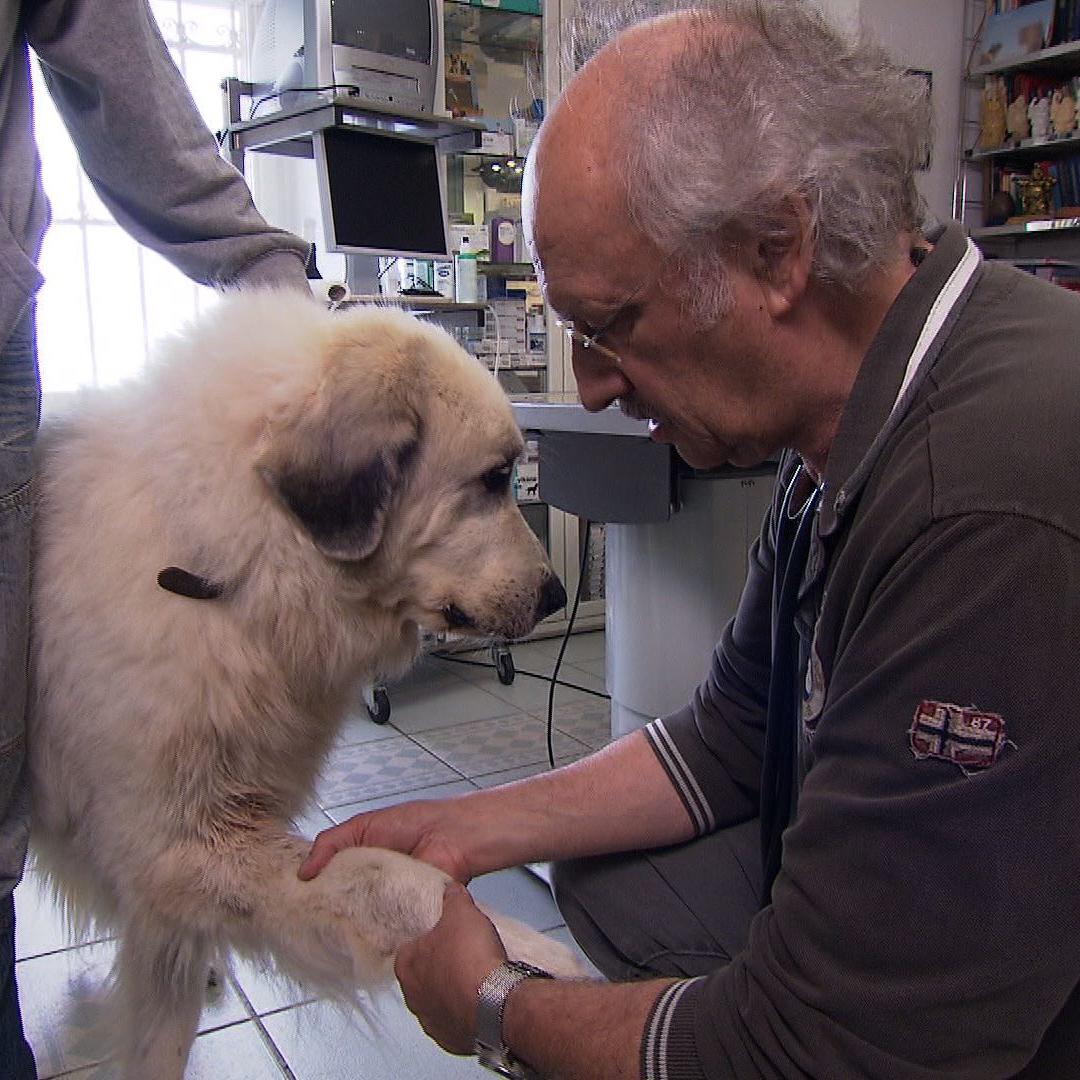 Sprechstunde1 - Dr. Wolf und Hund mit Osteosarkom Sprechstunde1 - Dr. Wolf und Hund mit Osteosarkom