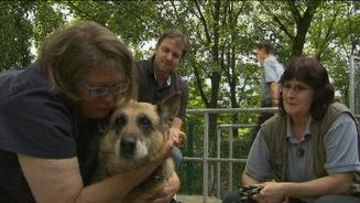Sondereinsatz für den Hundeprofi