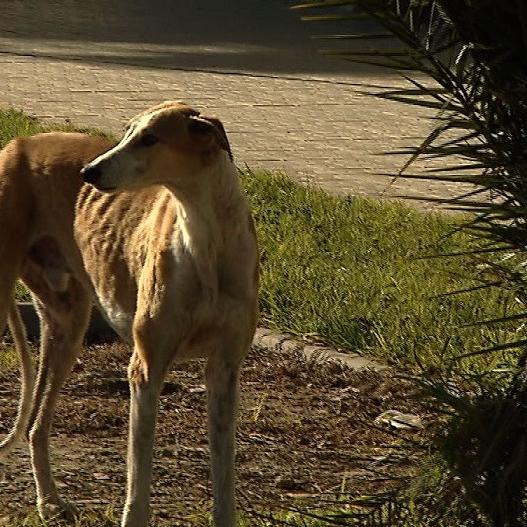 Tiergeschichten3 - VOX - Streunender Galgo auf der Strae Tiergeschichten3 - VOX - Streunender Galgo auf der Strae