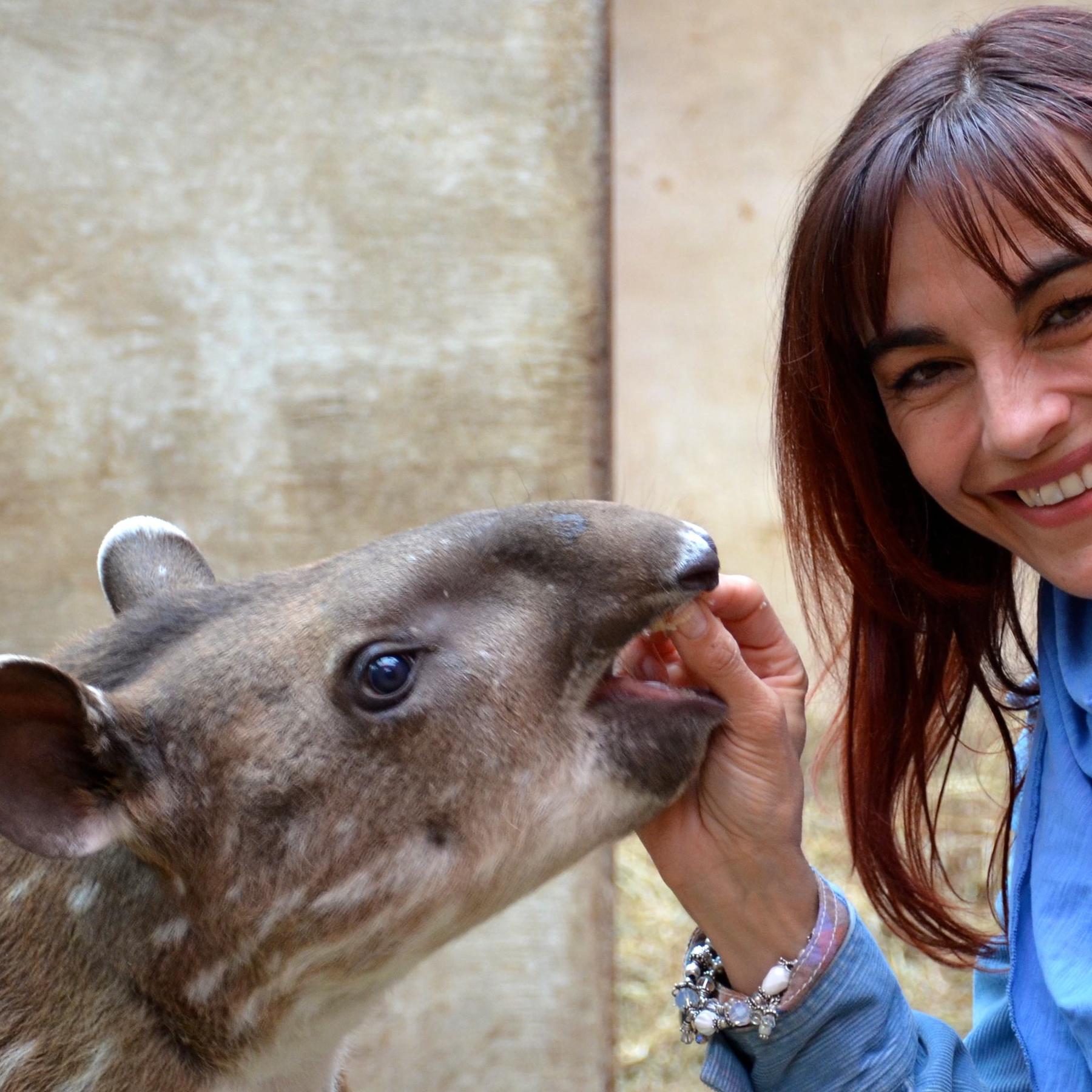 Vorschau2 - Tapirbaby Vorschau2 - Tapirbaby