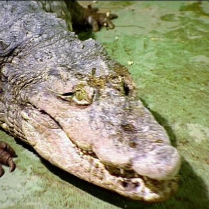 krokodil krokodil