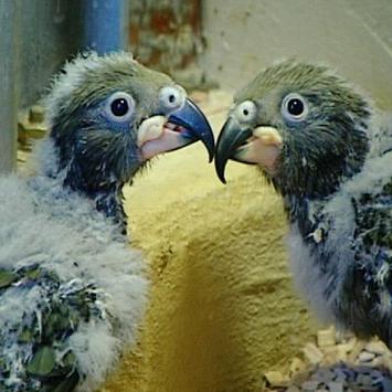 zoo bremerhaven kea babies
