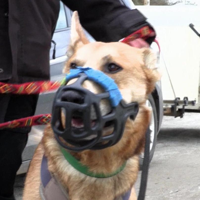 Schäferhund-Malinois-Mischling Heinrich ist als gefährlich eingestuft. Schafft Katrin Scholz es trotzdem, ihn in die Meute zu integrieren?