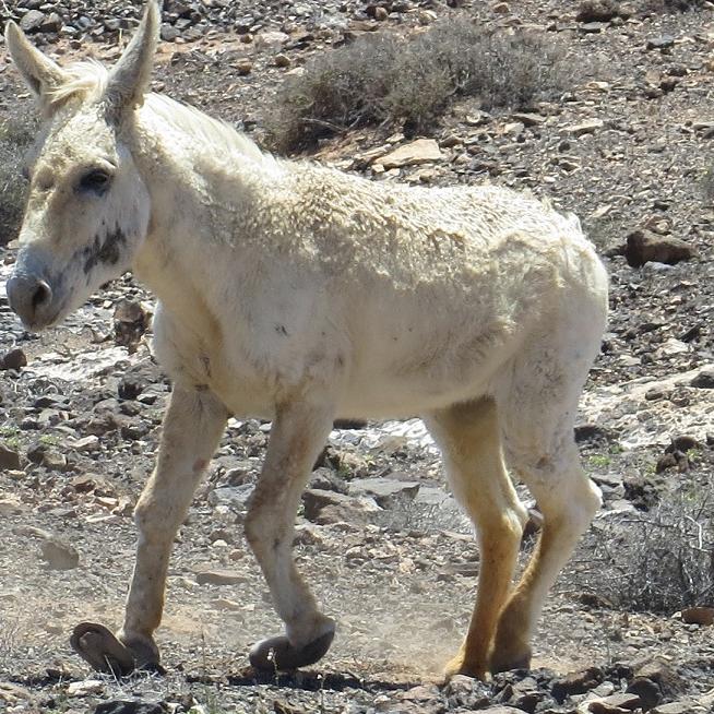 Tiere in Not - VOX-DOCMA TV - Bergesels Blanco kann wegen stark deformierter Vorderhufe kaum noch laufen Tiere in Not - VOX-DOCMA TV - Bergesels Blanco kann wegen stark deformierter Vorderhufe kaum noch laufen