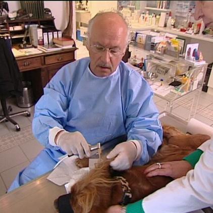 Sprechstunde1 Dr. Wolf Ohrensplung beim Hund Sprechstunde1 Dr. Wolf Ohrensplung beim Hund