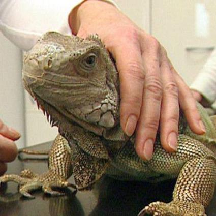 WW Wdh.6 Reptilienärztin.jpg WW Wdh.6 Reptilienärztin.jpg
