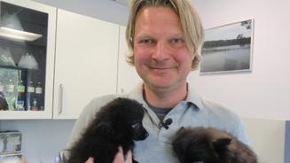 Das miese Geschäft mit den Hundewelpen