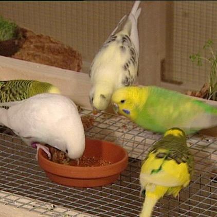 wdhl tiergeschichten1 wdhl tiergeschichten1