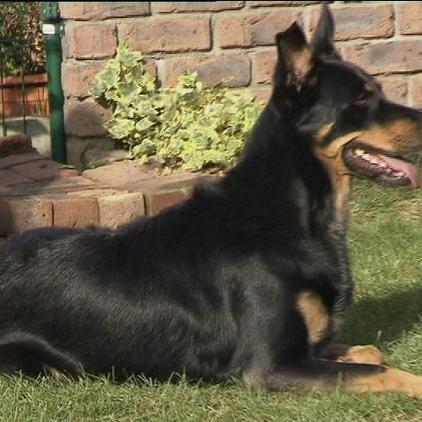 hundeprofi cassy hundeprofi cassy