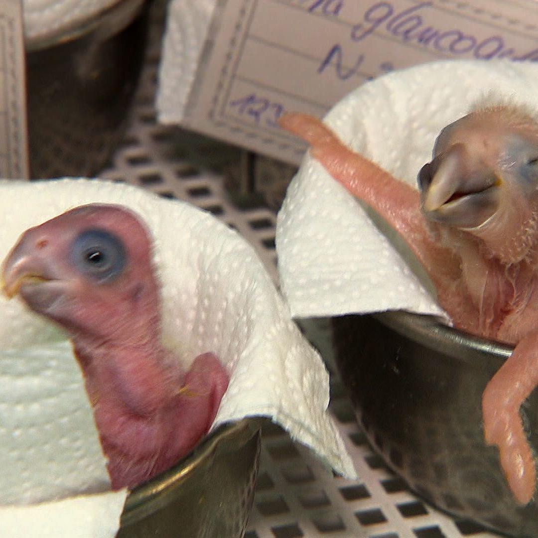 Tiergeschichten4 - Reinschmidt und Papageienzucht