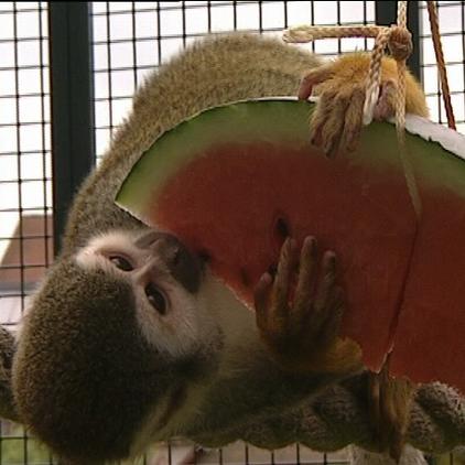 tiergeschichten2 totenkopfaeffchen melone tiergeschichten2 totenkopfaeffchen melone