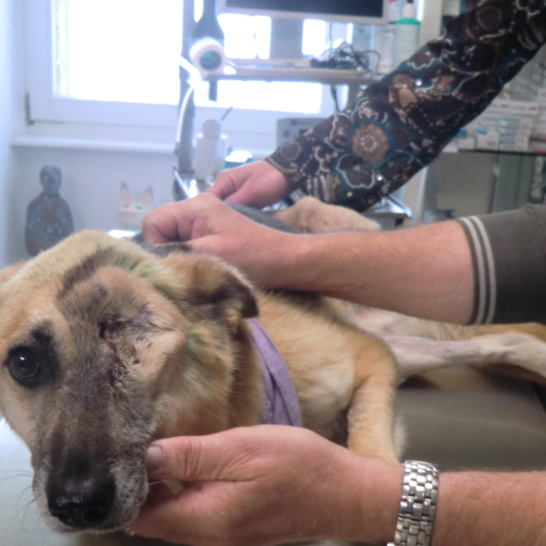 Sprechstunde - Bild 2 - Auge fehlt - Auf misshandelten Hund wurde geschossen Sprechstunde - Bild 2 - Auge fehlt - Auf misshandelten Hund wurde geschossen