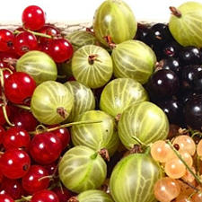 beeren fotolia 400 246 beeren fotolia 400 246