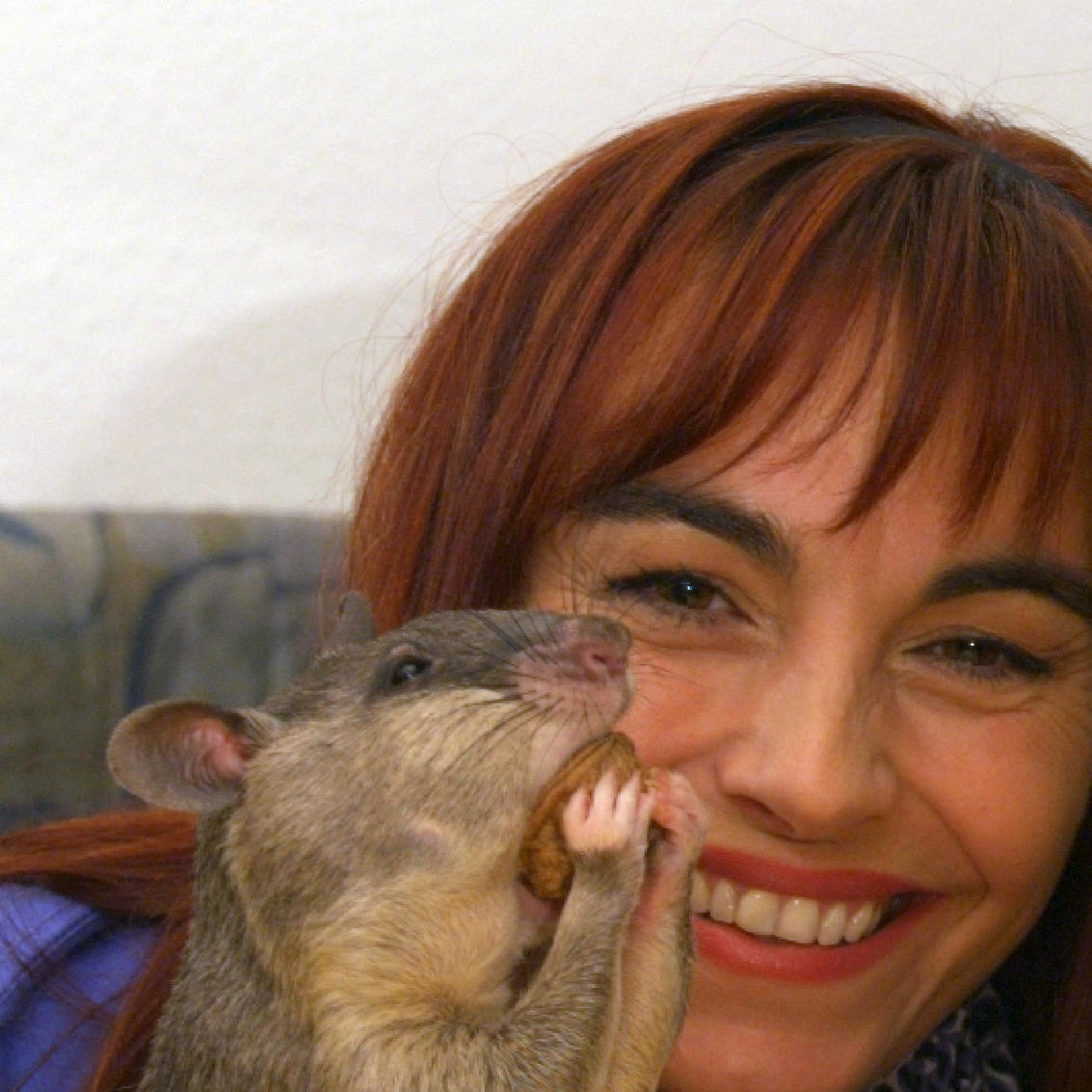 Vorschau - Riesenhamsterratte Vorschau - Riesenhamsterratte