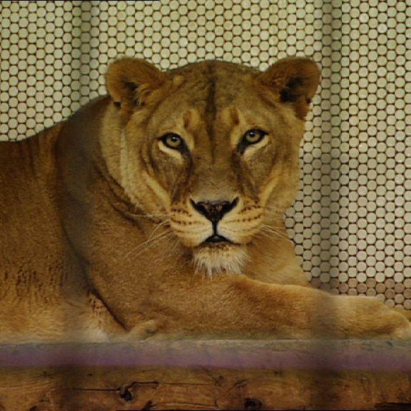 zoo duisburg Lwe zoo duisburg Lwe