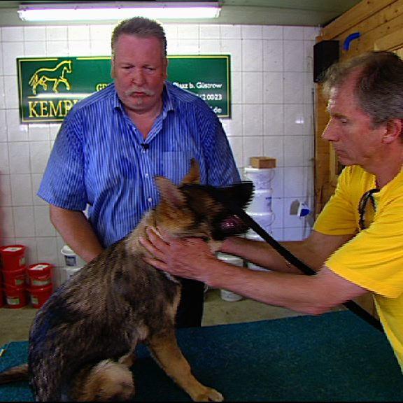Tiergeschichten4 - TammeHanken und Schferhund Tiergeschichten4 - TammeHanken und Schferhund