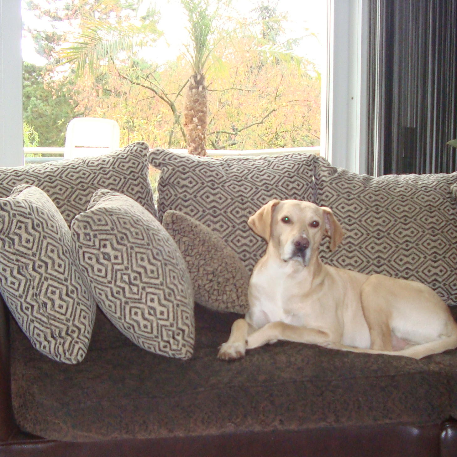 hundeprofi Sammy1 hundeprofi Sammy1