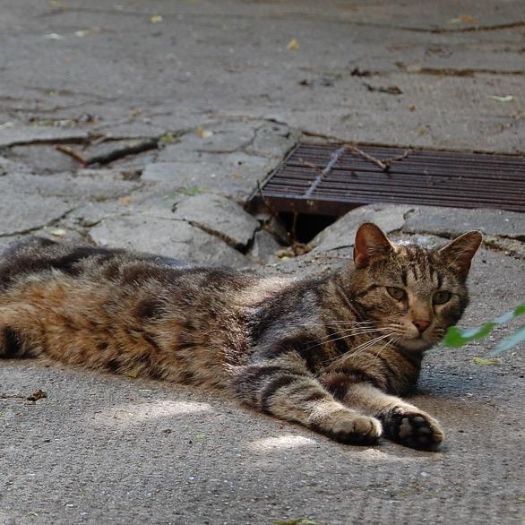 Projekt Kitty 2
