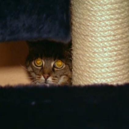 tierambulanz berlin katze tierambulanz berlin katze