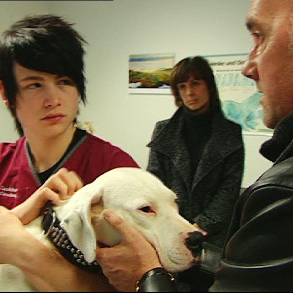 tk lueneburg hund julie tk lueneburg hund julie