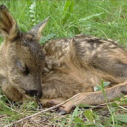 tr muenchen bambi tr muenchen bambi