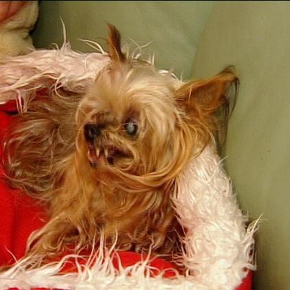 ta berlin - hündin maxi bissopfer