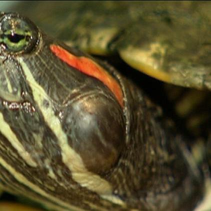 ta schweda schildkrten ta schweda schildkrten