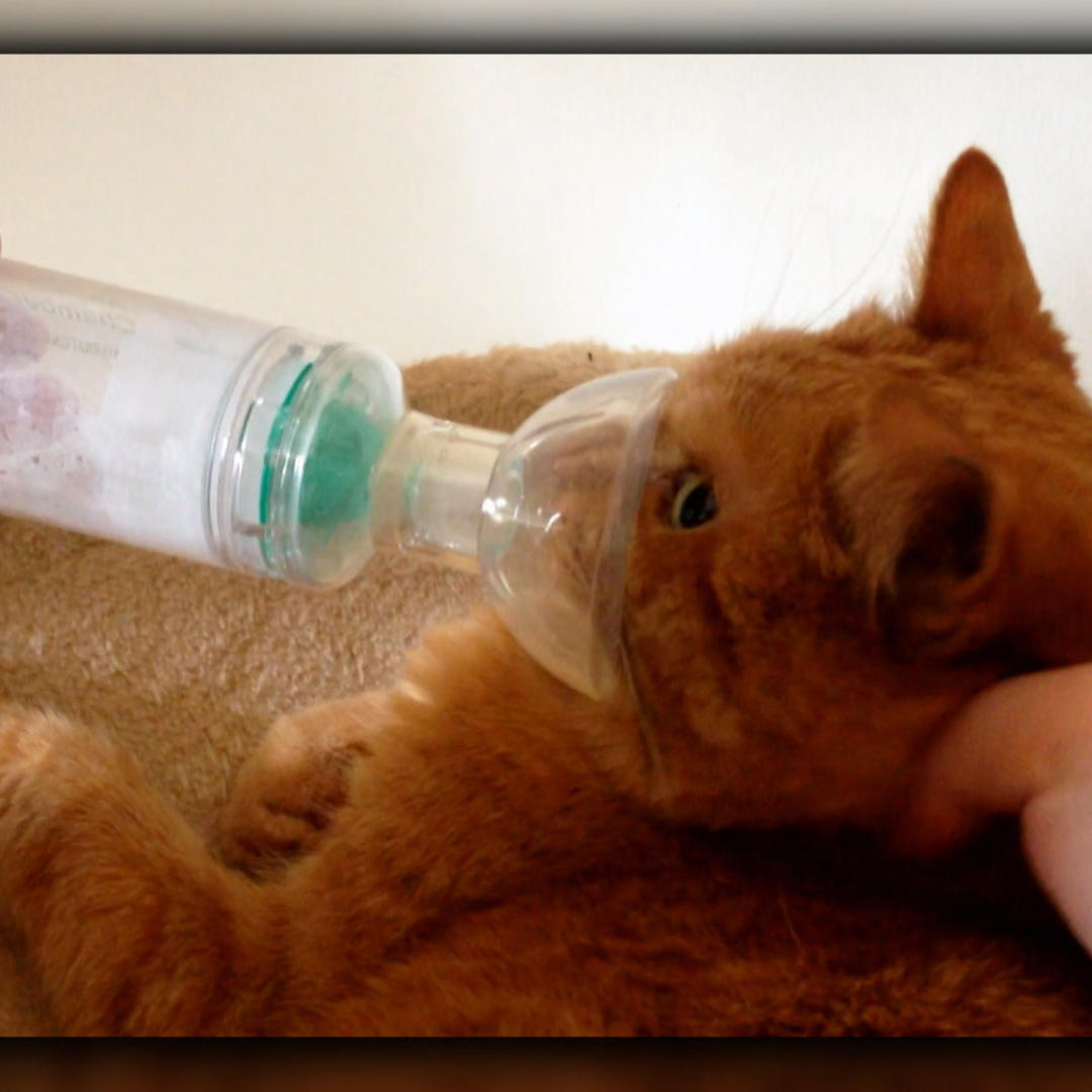 Birga Asthma-Katze 2.VOX Birga Asthma-Katze 2.VOX