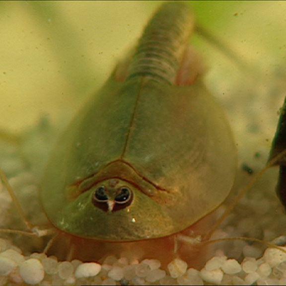 Tiergeschichten 2 - Bild 2 - Triops Tiergeschichten 2 - Bild 2 - Triops